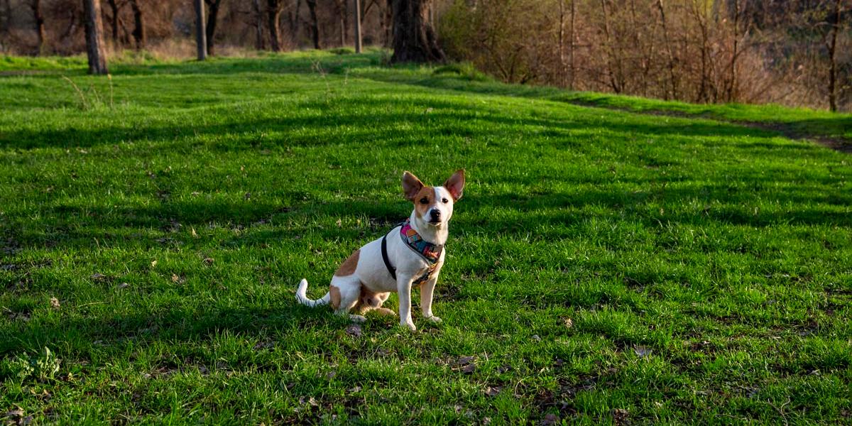 Animaux acceptés Y espaces verts Krystal Grand® Residences & Villas San Miguel San Miguel de Allende Animaux acceptés Y espaces verts Krystal Grand® Residences & Villas San Miguel San Miguel de Allende