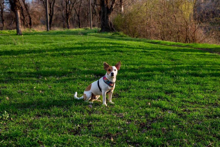 Animaux acceptés Y espaces verts Krystal Grand® Residences & Villas San Miguel San Miguel de Allende Animaux acceptés Y espaces verts Krystal Grand® Residences & Villas San Miguel San Miguel de Allende